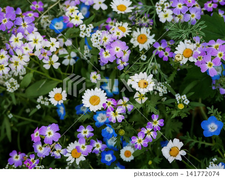 Close up of a colorful wildflower meadow filled with blooming blue, pink, and white flowers. Natural floral background, spring blossom, biodiversity and garden beauty. Close up of a colorful wildflower meadow filled with blooming blue, pink, and white flowers. Natural floral background, spring blossom, biodiversity and garden beauty. 141772074