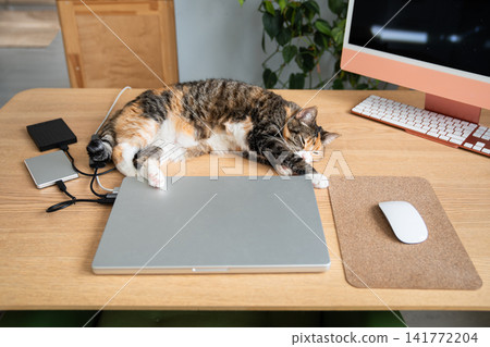 Calico cat resting on work desk beside laptop and desktop computer, napping in home office workspace Calico cat resting on work desk beside laptop and desktop computer, napping in home office workspace 141772204