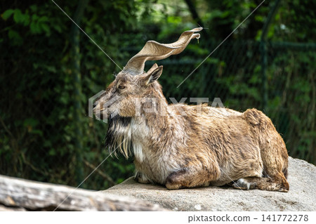 Turkmenian markhor, Capra falconeri heptneri living on the rocks Turkmenian markhor, Capra falconeri heptneri living on the rocks 141772278