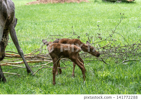 Baby of moose or elk, Alces alces is the largest extant species in the deer family. Baby of moose or elk, Alces alces is the largest extant species in the deer family. 141772288