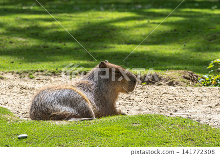 The Capybara, Hydrochoerus hydrochaeris is the largest living rodent in the world. 141772308