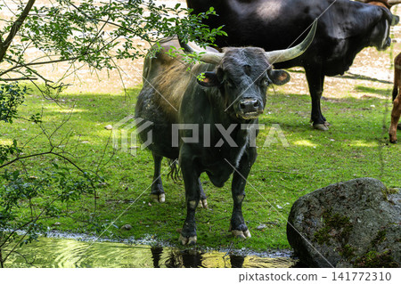 Heck cattle, Bos primigenius taurus or aurochs in a German park Heck cattle, Bos primigenius taurus or aurochs in a German park 141772310
