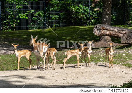 Indian Blackbuck family, Antelope cervicapra or Indian antelope. Indian Blackbuck family, Antelope cervicapra or Indian antelope. 141772312