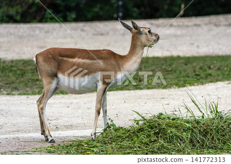 Indian Blackbuck, Antelope cervicapra or Indian antelope. Indian Blackbuck, Antelope cervicapra or Indian antelope. 141772313