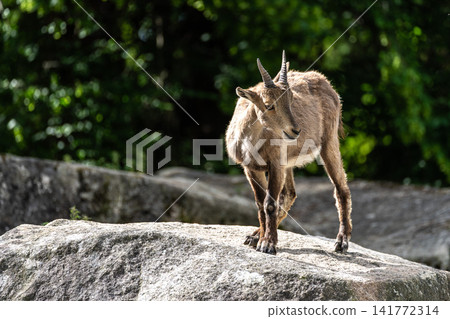 Alpine ibex, Capra ibex is a species of wild goat that lives in the mountains of the European Alps. Alpine ibex, Capra ibex is a species of wild goat that lives in the mountains of the European Alps. 141772314