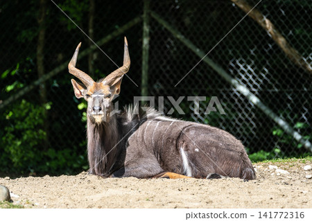 Nyala Antelope - Tragelaphus angasii. Wild life animal. Nyala Antelope - Tragelaphus angasii. Wild life animal. 141772316