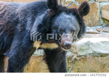 The asian black bear, Ursus thibetanus in a German Park The asian black bear, Ursus thibetanus in a German Park 141772332