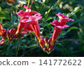 Blooming Campsis radicans or trumpet creeper flowers on a green leaves background 141772622