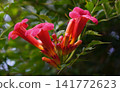 Blooming Campsis radicans or trumpet creeper flowers on a green leaves background 141772623