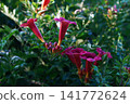 Blooming Campsis radicans or trumpet creeper flowers on a green leaves background 141772624