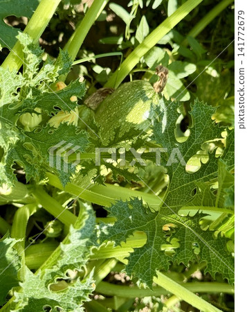 Close-up shot of zucchini growing in a garden bed. A field planted with zucchini and other vegetables. Close-up shot of zucchini growing in a garden bed. A field planted with zucchini and other vegetables. 141772679