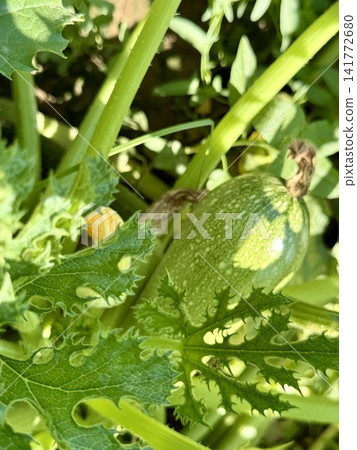 Close-up shot of zucchini growing in a garden bed. A field planted with zucchini and other vegetables. Close-up shot of zucchini growing in a garden bed. A field planted with zucchini and other vegetables. 141772680
