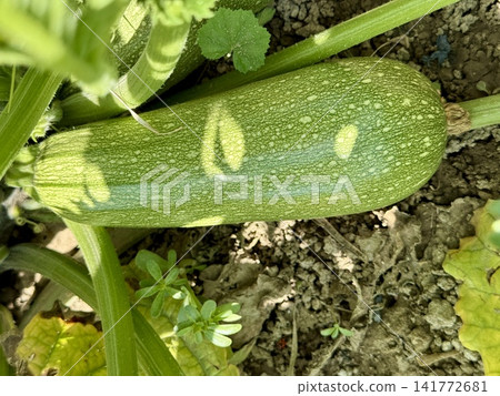 Close-up shot of zucchini growing in a garden bed. A field planted with zucchini and other vegetables. Close-up shot of zucchini growing in a garden bed. A field planted with zucchini and other vegetables. 141772681