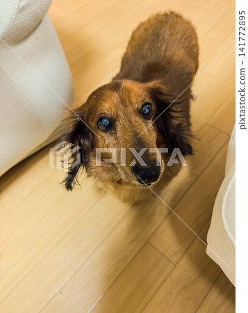 A portrait of an adorable miniature dachshund gazing upwards (indoors). A portrait of an adorable miniature dachshund gazing upwards (indoors). 141772895