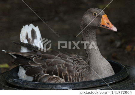 Greylag Goose Bathing in Water Basin with Wet Feathers Close Up Portrait Greylag Goose Bathing in Water Basin with Wet Feathers Close Up Portrait 141772904
