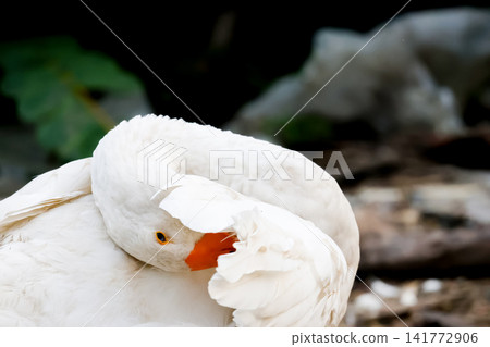 White Goose Preening Feathers with Head Tucked Close Up Portrait White Goose Preening Feathers with Head Tucked Close Up Portrait 141772906
