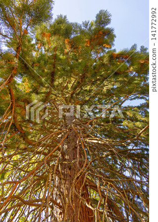 Giant Sequoia Tree 141772992