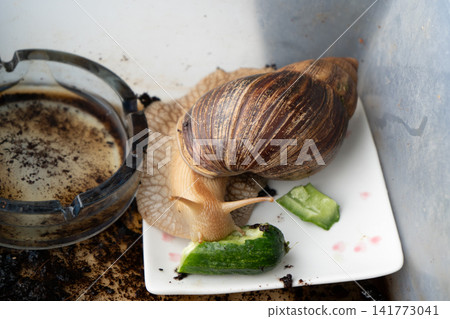 Big snail achatina pet. Animal at home. Eating cucumber veggies food Big snail achatina pet. Animal at home. Eating cucumber veggies food 141773041