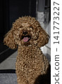 Toy poodle in hot summer day. 141773227