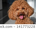 Toy poodle in hot summer day. 141773228