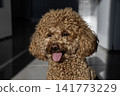Toy poodle in hot summer day. 141773229