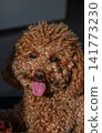 Toy poodle in hot summer day. 141773230
