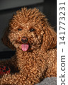 Toy poodle in hot summer day. 141773231