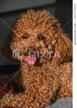 Toy poodle in hot summer day. Toy poodle in hot summer day. 141773231