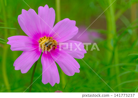 A close-up of a bee sipping nectar from a pink cosmos flower. 141773237