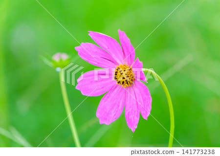 A single, delicate pink cosmos flower stands against a green background. A single, delicate pink cosmos flower stands against a green background. 141773238