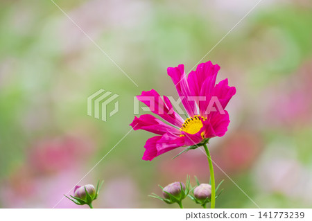 Deep pink cosmos flowers stand out against a soft, blurred background. Deep pink cosmos flowers stand out against a soft, blurred background. 141773239