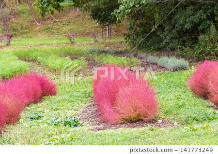 A cluster of red-colored kochia plants, lined up in a circle in a green field. A cluster of red-colored kochia plants, lined up in a circle in a green field. 141773249