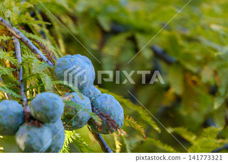 The cones of the bald cypress tree ripen among the green leaves. The cones of the bald cypress tree ripen among the green leaves. 141773321