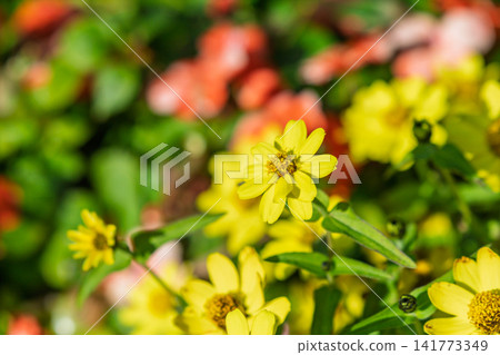Bright yellow zinnias blooming in the soft sunlight. Bright yellow zinnias blooming in the soft sunlight. 141773349