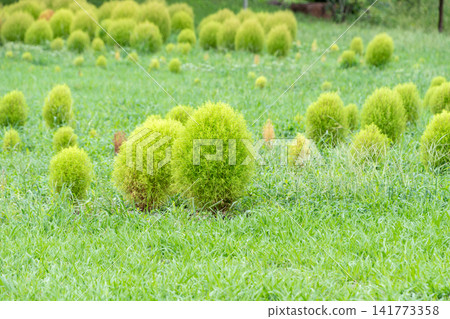 A landscape of lush green lawns and clusters of round, adorable kochia plants. A landscape of lush green lawns and clusters of round, adorable kochia plants. 141773358