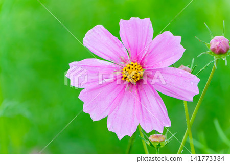 A single bright pink cosmos flower, adorned with raindrops after the rain. A single bright pink cosmos flower, adorned with raindrops after the rain. 141773384