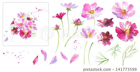 秋季花卉:水彩插畫,描繪了花瓣飄動的波斯菊及其組合——一組組成元素 秋季花卉:水彩插畫,描繪了花瓣飄動的波斯菊及其組合——一組組成元素 141773599