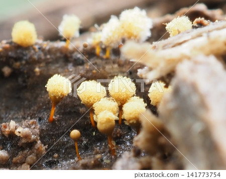 A slime mold resembling a yellow afro hairstyle (20260712054511) A slime mold resembling a yellow afro hairstyle (20260712054511) 141773754