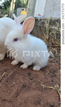 white rabbit in the garden white rabbit in the garden 141773773