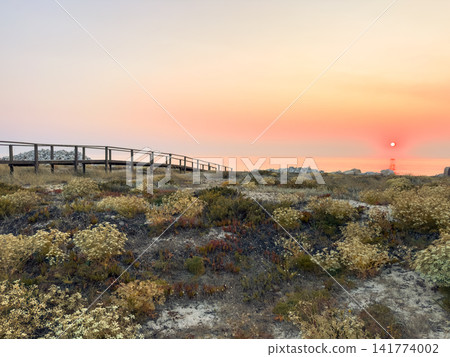 Golden sunset over coastal dunes in Furadouro Golden sunset over coastal dunes in Furadouro 141774002