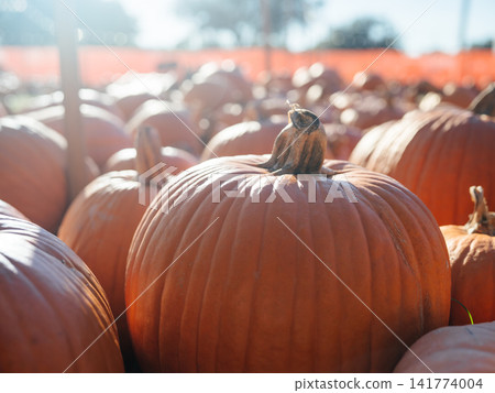A large orange pumpkin with a short dry stem dominates a crowded farm display. Strong sunlight and softly blurred pumpkins create a bright seasonal harvest background. A large orange pumpkin with a short dry stem dominates a crowded farm display. Strong sunlight and softly blurred pumpkins create a bright seasonal harvest background. 141774004