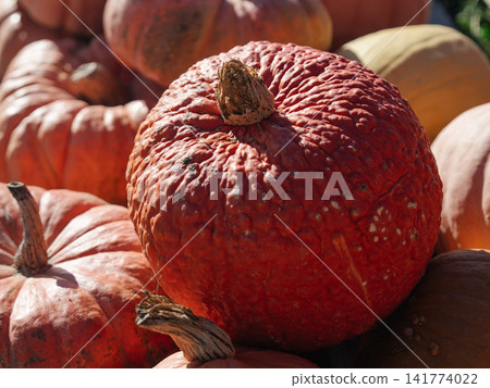 A large red pumpkin with a rough warty surface stands among colorful heirloom pumpkins. Bright sunlight reveals its deep color, natural bumps, short stem, and unusual ornamental texture. A large red pumpkin with a rough warty surface stands among colorful heirloom pumpkins. Bright sunlight reveals its deep color, natural bumps, short stem, and unusual ornamental texture. 141774022