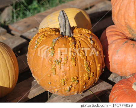 A large orange pumpkin features distinctive bumps, warts, deep ribs, and a tall dry stem. Bright sunlight reveals its unusual natural texture in a rustic autumn farm display. A large orange pumpkin features distinctive bumps, warts, deep ribs, and a tall dry stem. Bright sunlight reveals its unusual natural texture in a rustic autumn farm display. 141774029