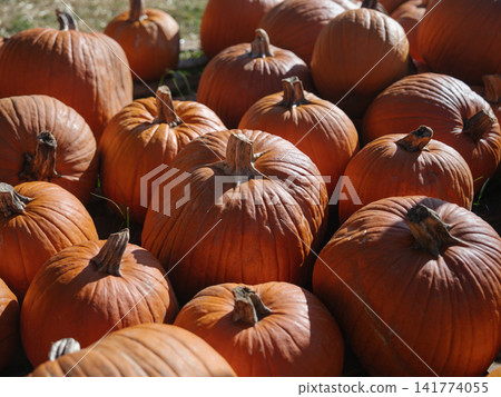 Large and small orange pumpkins fill a dense outdoor farm display. Strong sunlight creates deep shadows across their ribbed surfaces and thick natural stems. Large and small orange pumpkins fill a dense outdoor farm display. Strong sunlight creates deep shadows across their ribbed surfaces and thick natural stems. 141774055