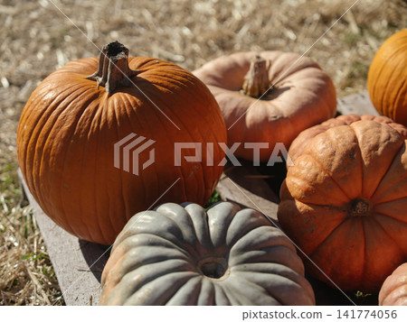 A classic orange pumpkin stands beside flattened pink, gray, and red heirloom pumpkins. Warm sunlight highlights the varied colors, shapes, ribs, and stems of the seasonal produce. A classic orange pumpkin stands beside flattened pink, gray, and red heirloom pumpkins. Warm sunlight highlights the varied colors, shapes, ribs, and stems of the seasonal produce. 141774056