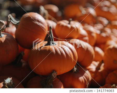 A small orange pumpkin with a dark stem appears in sharp focus among many pumpkins. Soft background blur and warm sunlight create a rich autumn harvest scene. A small orange pumpkin with a dark stem appears in sharp focus among many pumpkins. Soft background blur and warm sunlight create a rich autumn harvest scene. 141774063