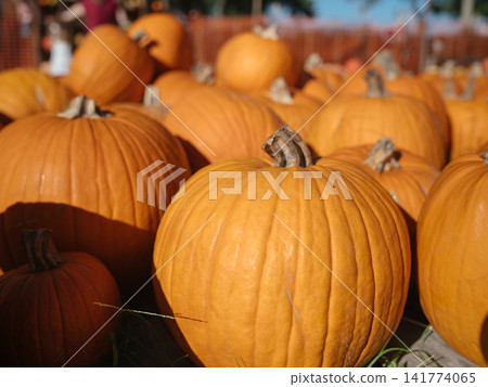 A large orange pumpkin stands prominently among many ripe pumpkins at a farm market. Bright sunlight highlights its smooth color, deep ribs, and thick natural stem. A large orange pumpkin stands prominently among many ripe pumpkins at a farm market. Bright sunlight highlights its smooth color, deep ribs, and thick natural stem. 141774065