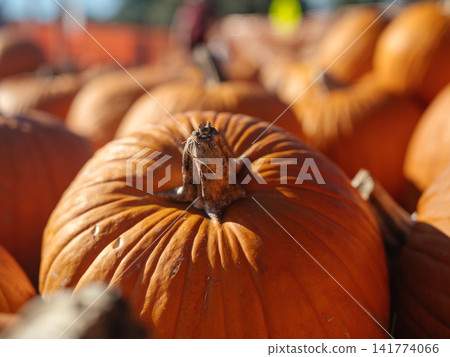A ripe orange pumpkin with a dry brown stem appears in sharp focus. Warm sunlight and blurred pumpkins create a rich seasonal harvest background. A ripe orange pumpkin with a dry brown stem appears in sharp focus. Warm sunlight and blurred pumpkins create a rich seasonal harvest background. 141774066