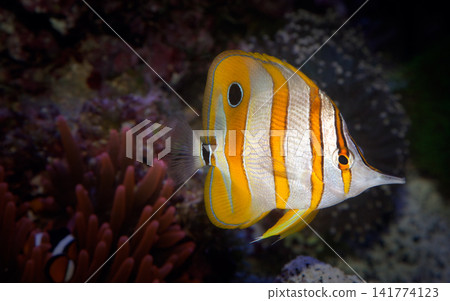 Copperband Butterflyfish Swimming in Coral Reef Aquarium Copperband Butterflyfish Swimming in Coral Reef Aquarium 141774123