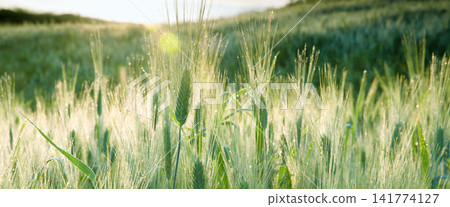 Wheat Field at Sunrise with Dewy Green Grain Wheat Field at Sunrise with Dewy Green Grain 141774127